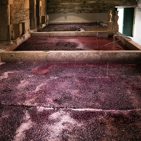 Quinta Da Gricha Ervedosa do Douro