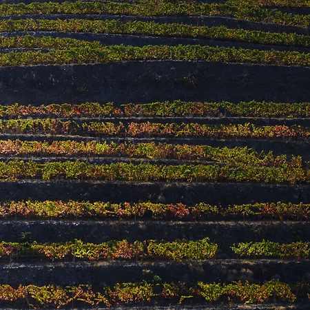 Quinta Da Gricha Ervedosa do Douro