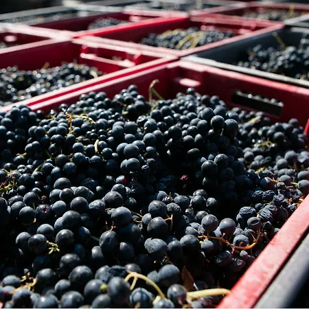 Quinta Da Gricha Ervedosa do Douro