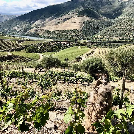 Quinta Da Gricha Ervedosa do Douro