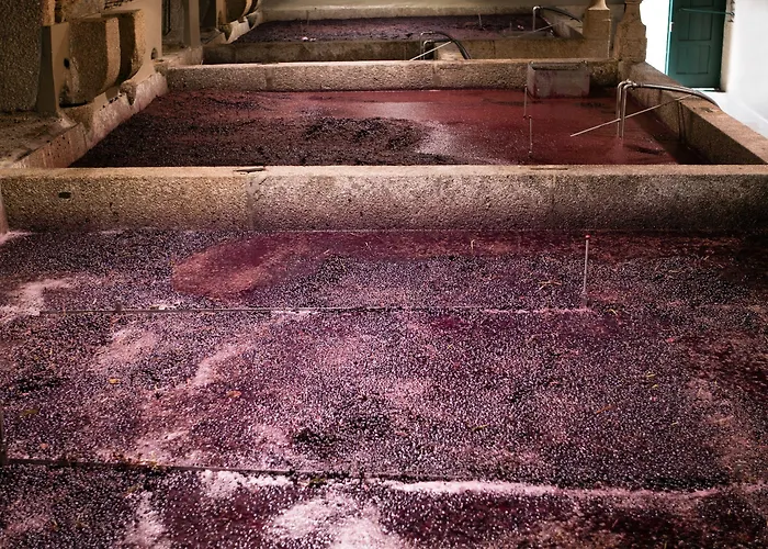 Quinta Da Gricha Ervedosa do Douro