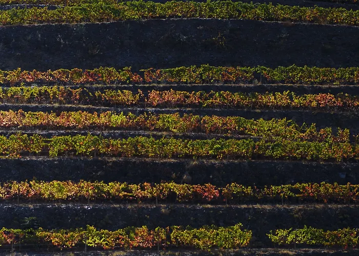 Quinta Da Gricha Ervedosa do Douro