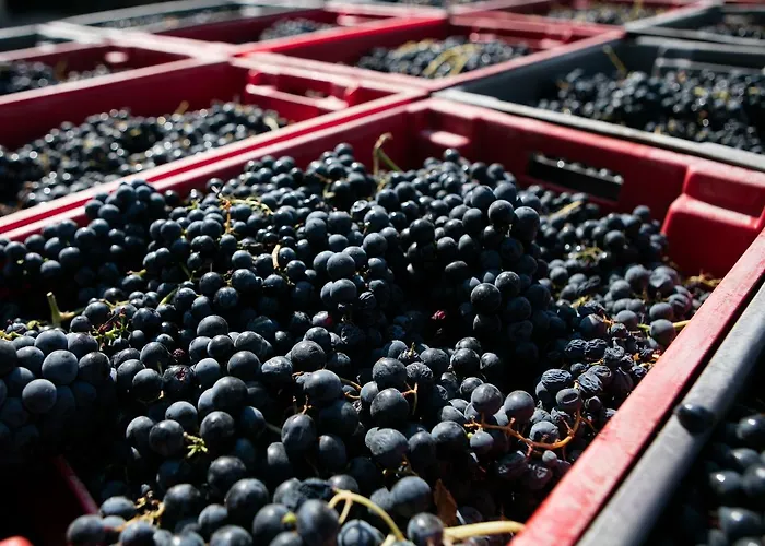 Quinta Da Gricha Ervedosa do Douro